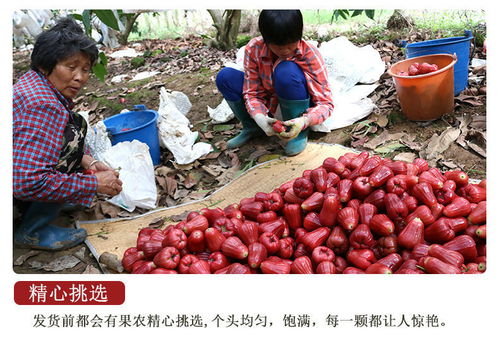 当季鲜享 海南黑珍珠莲雾，热带美味直送到家