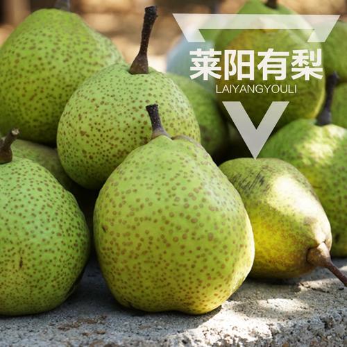 秋燥润肺佳品 | 正宗莱阳梨 一口咬下百年贡梨的甘冽与传承